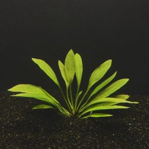 25 pygmy chain swords broadleaf