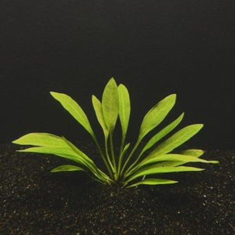 25 pygmy chain swords broadleaf