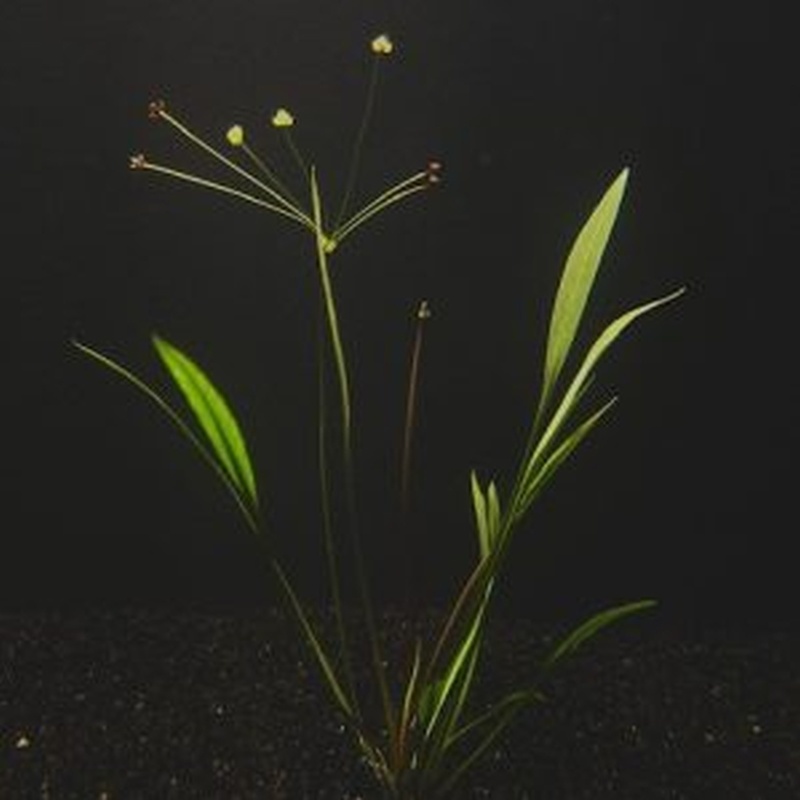 25 pygmy chain swords narrowleaf
