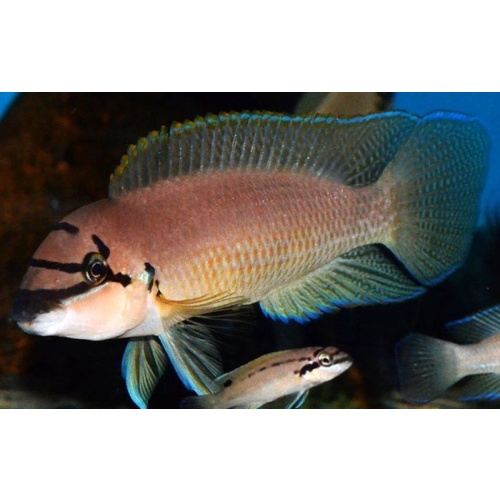 4 Chalinochromis brichardi