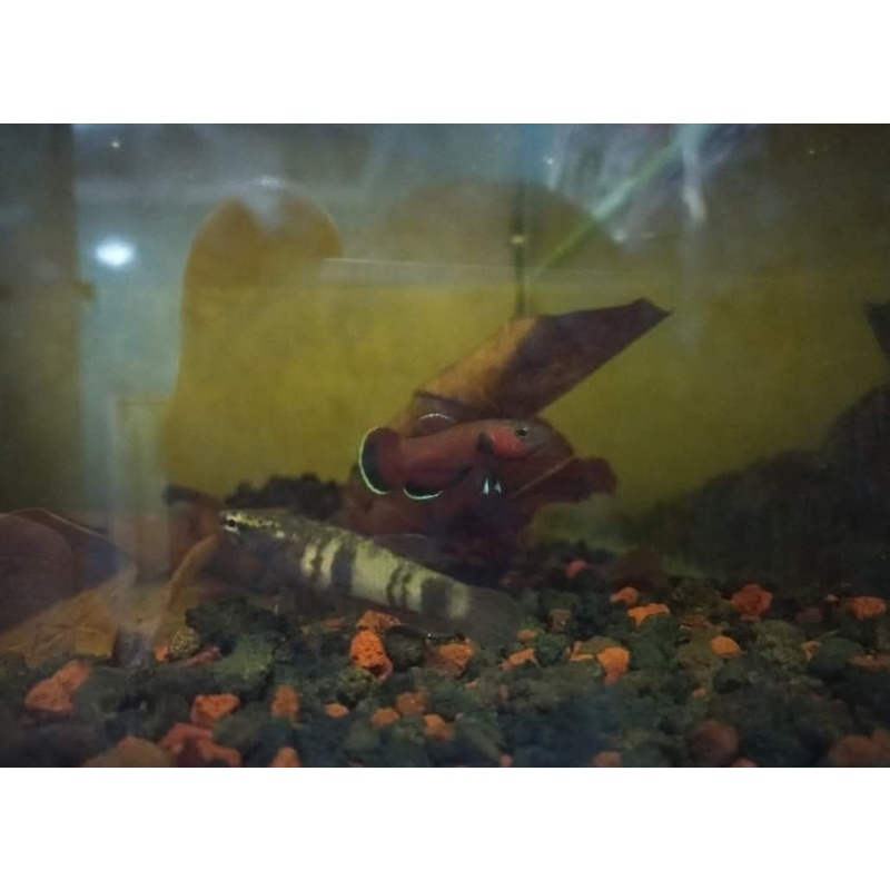 protect from extinction wild betta channoides pair