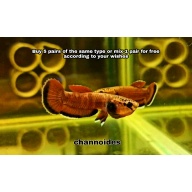 protect from extinction wild betta channoides pair