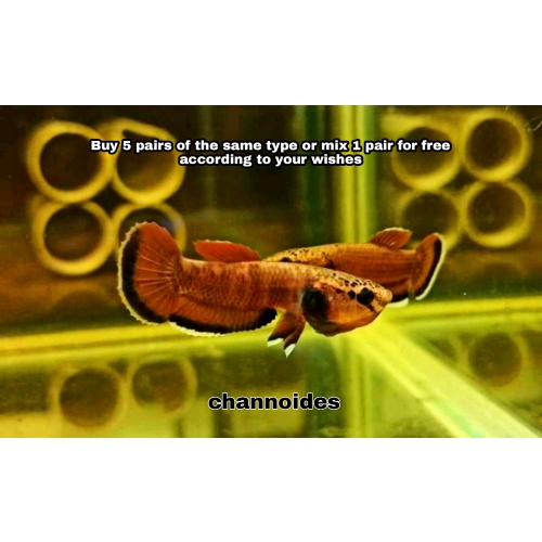 protect from extinction wild betta channoides pair