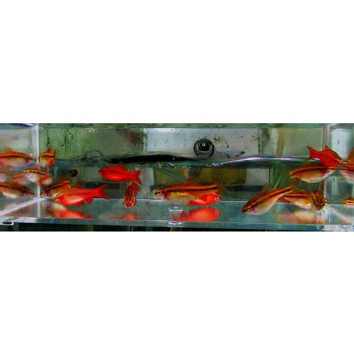 10 cherry barbs