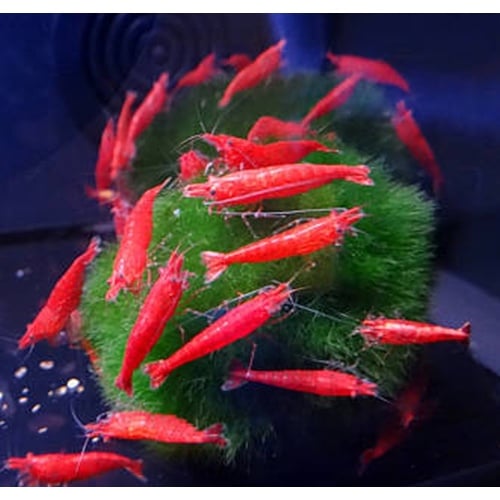 25 red cherry shrimp