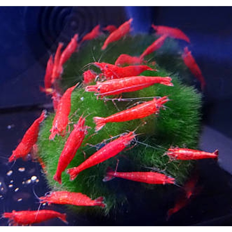 25 red ch erry shrimp
