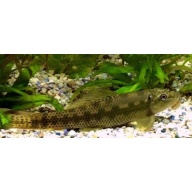 8 chinese algae eaters