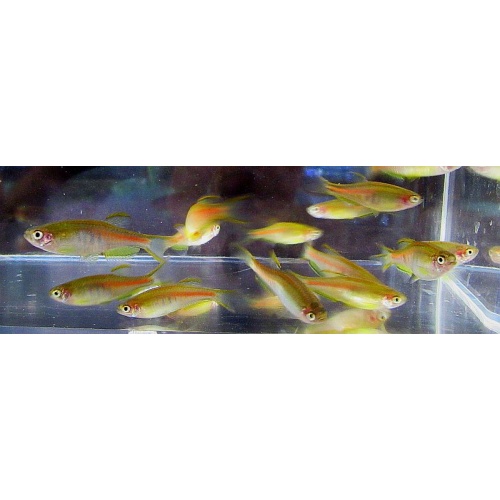 5 choprae danios