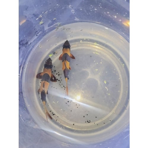Two 3.5" Clown Loaches