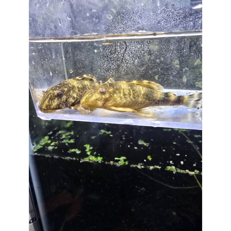 L104 Clown Plecos(2 Adult)