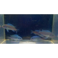 8 cobalt blue zebra