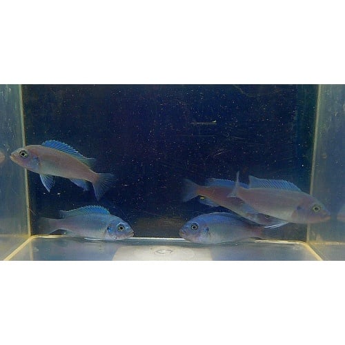 8 cobalt blue zebra