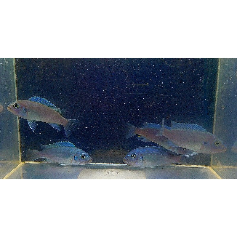 8 cobalt blue zebra