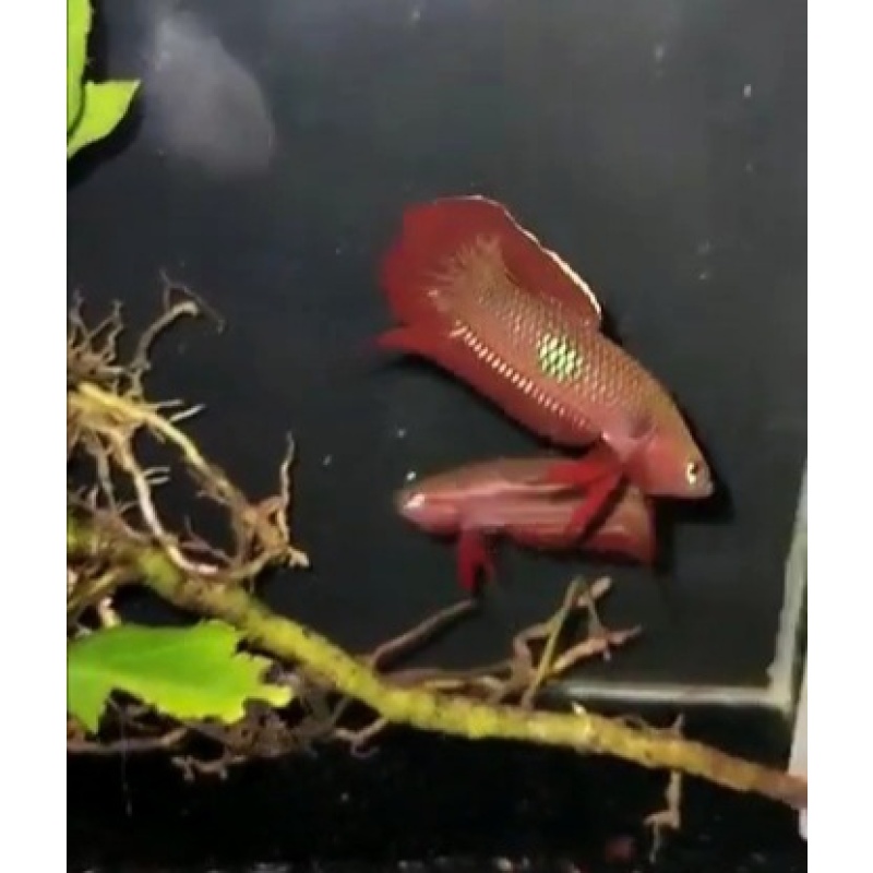 protect from extinction wild betta cocinna pair