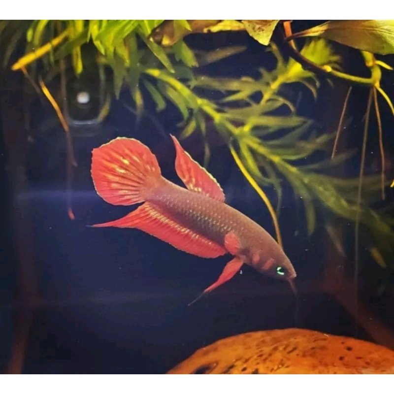 protect from extinction wild betta cocinna pair