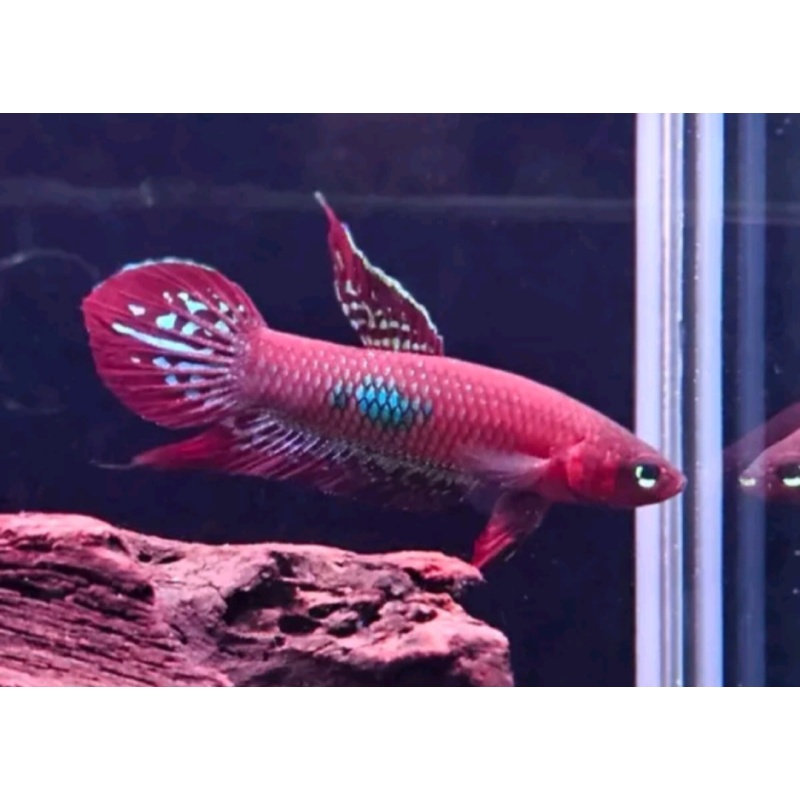 protect from extinction wild betta cocinna pair