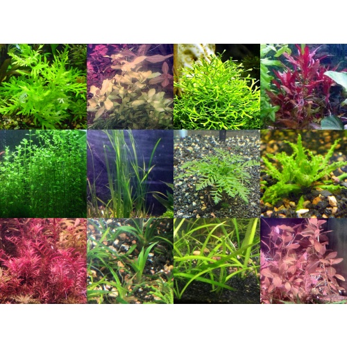 40x Aquarium Plant Package - 12 species - FREE SHIPPING