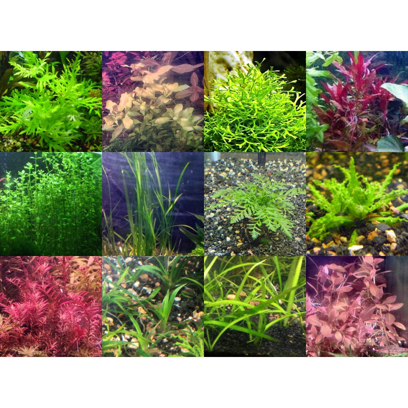 40x Aquarium Plant Package - 12 species - FREE SHIPPING
