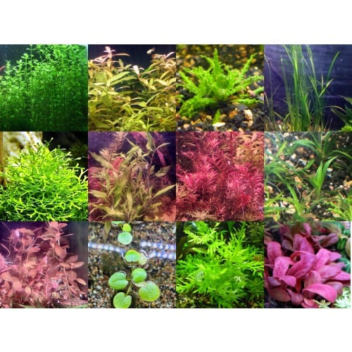 45x Aquarium Plant Package - 12 species - FREE SHIPPING