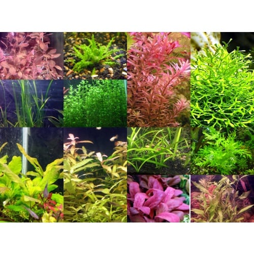 45x Aquarium Plant Package - 12 species - FREE SHIPPING