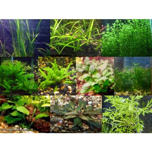 35x Aquarium Plant Package - 10 species - FREE SHIPPING