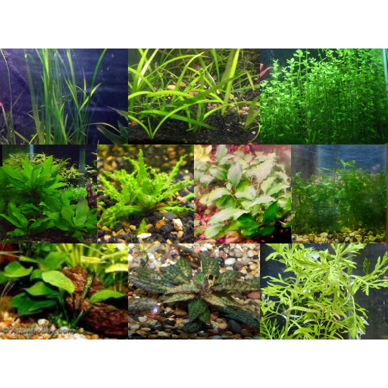 35x Aquarium Plant Package - 10 species - FREE SHIPPING
