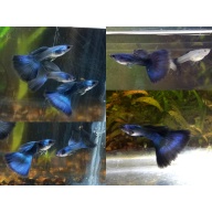 Pair Blue Moscow guppies - USA stock