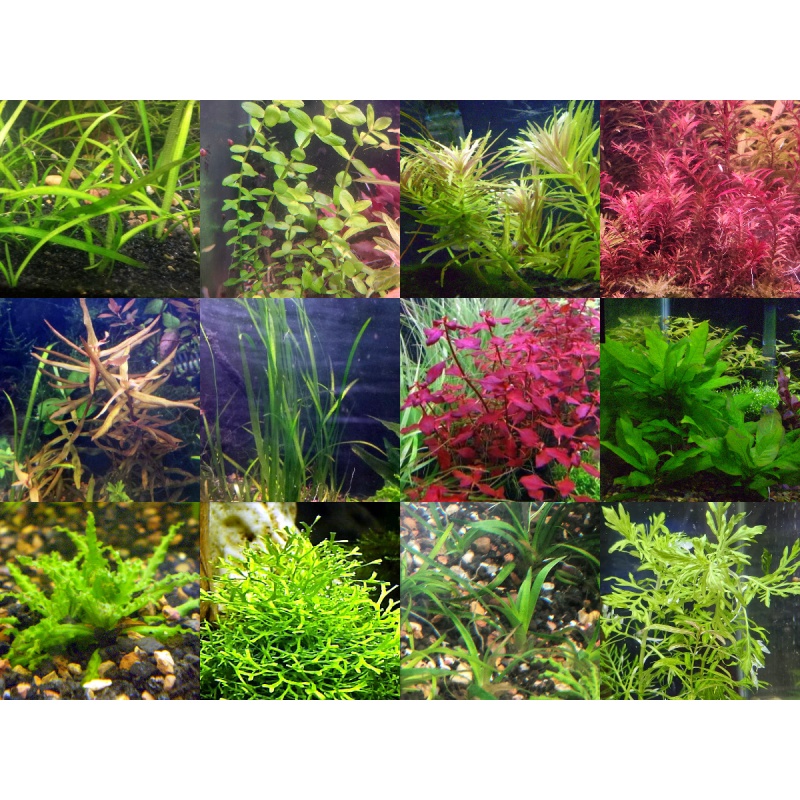 45x Aquarium Plant Package - 12 species - FREE SHIPPING