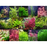 45x Aquarium Plant Package - 14 species - FREE SHIPPING