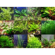 35x Aquarium Plant Package - 12 species - FREE SHIPPING