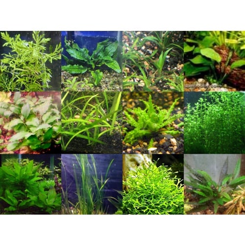 35x Aquarium Plant Package - 12 species - FREE SHIPPING
