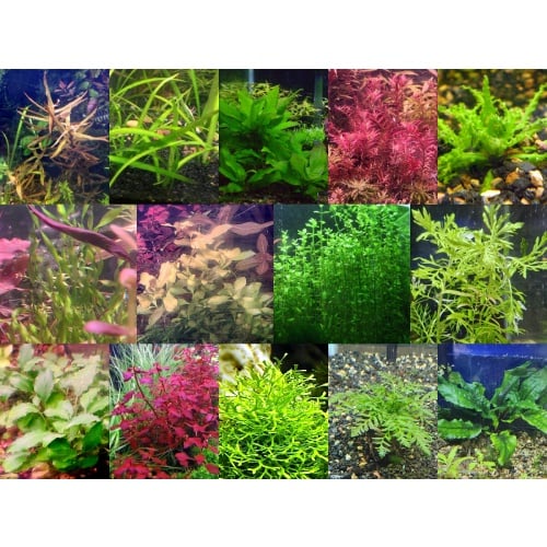 40x Aquarium Plant Package - 14 species - FREE SHIPPING