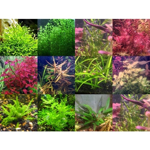 40x Aquarium Plant Package - 12 species - FREE SHIPPING