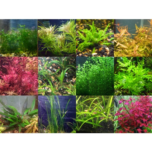 40x Aquarium Plant Package - 12 species - FREE SHIPPING