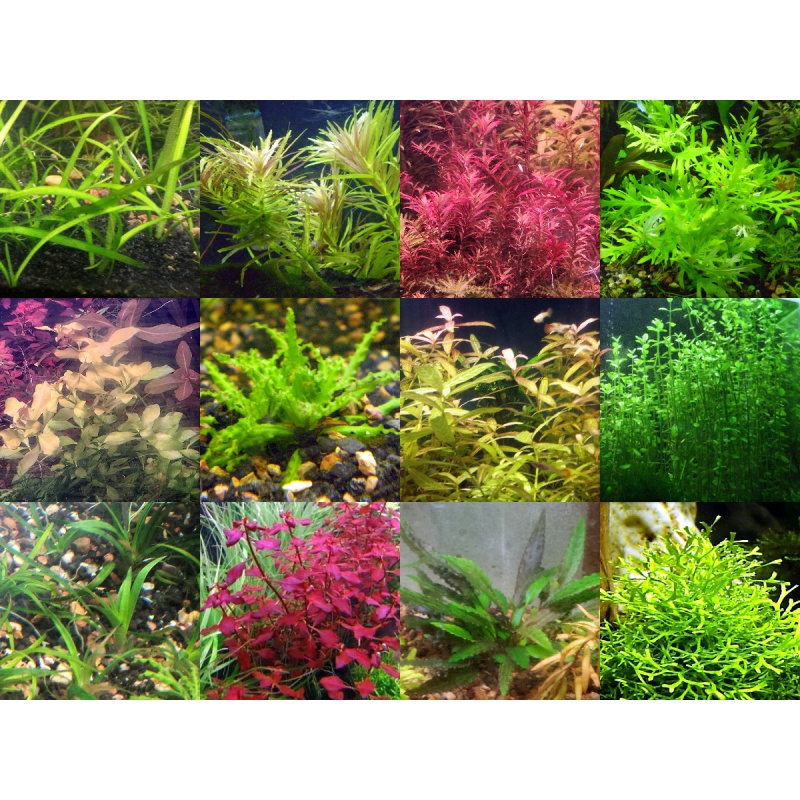 40x Aquarium Plant Package - 12 species - FREE SHIPPING