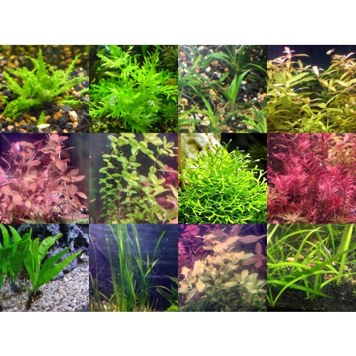 45x Aquarium Plant Package - 12 species - FREE SHIPPING