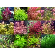 45x Aquarium Plant Package - 12 species - FREE SHIPPING