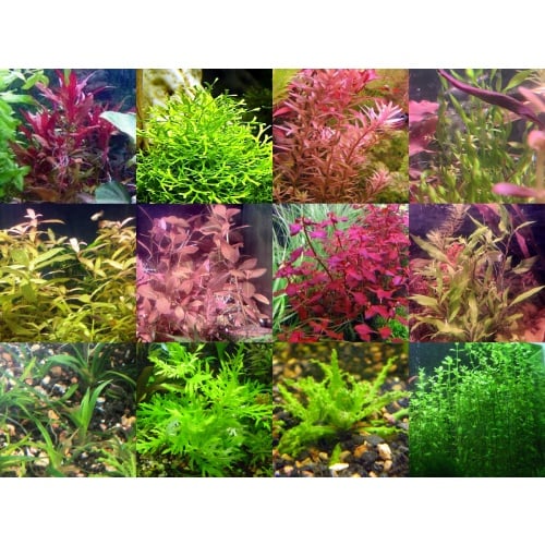 45x Aquarium Plant Package - 12 species - FREE SHIPPING