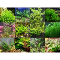 35x Aquarium Plant Package - 12 species - FREE SHIPPING