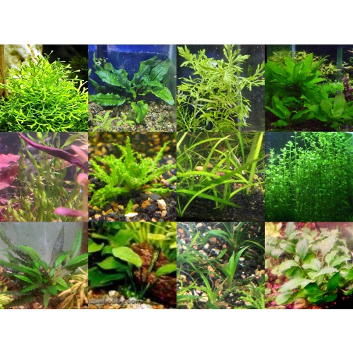 35x Aquarium Plant Package - 12 species - FREE SHIPPING