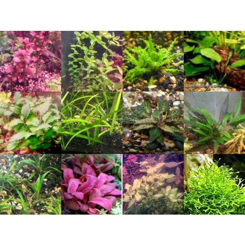35x Aquarium Plant Package - 12 species - FREE SHIPPING
