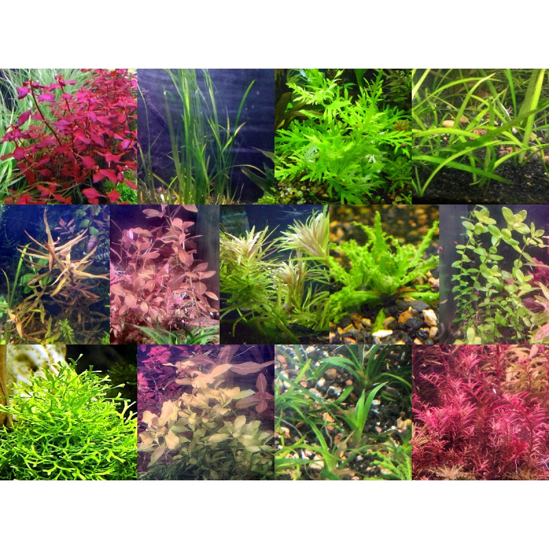 40x Aquarium Plant Package - 12 species - FREE SHIPPING