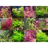 45x Aquarium Plant Package - 12 species - FREE SHIPPING