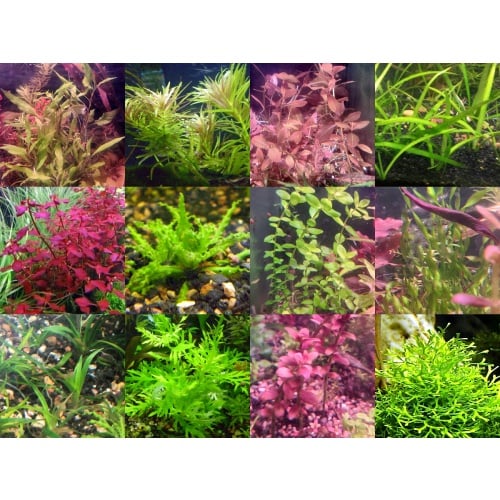 45x Aquarium Plant Package - 12 species - FREE SHIPPING