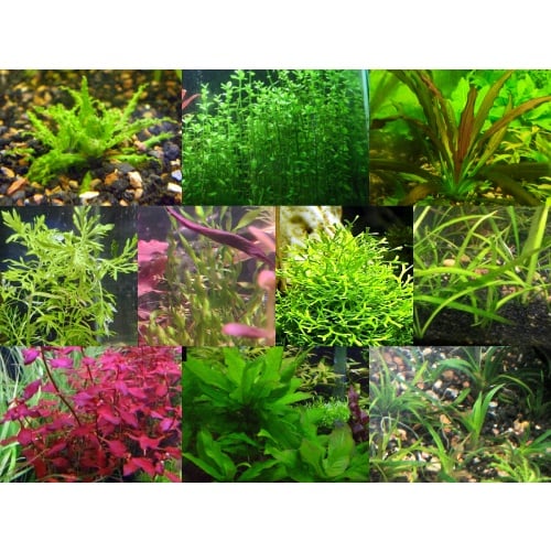 35x Aquarium Plant Package - 10 species - FREE SHIPPING