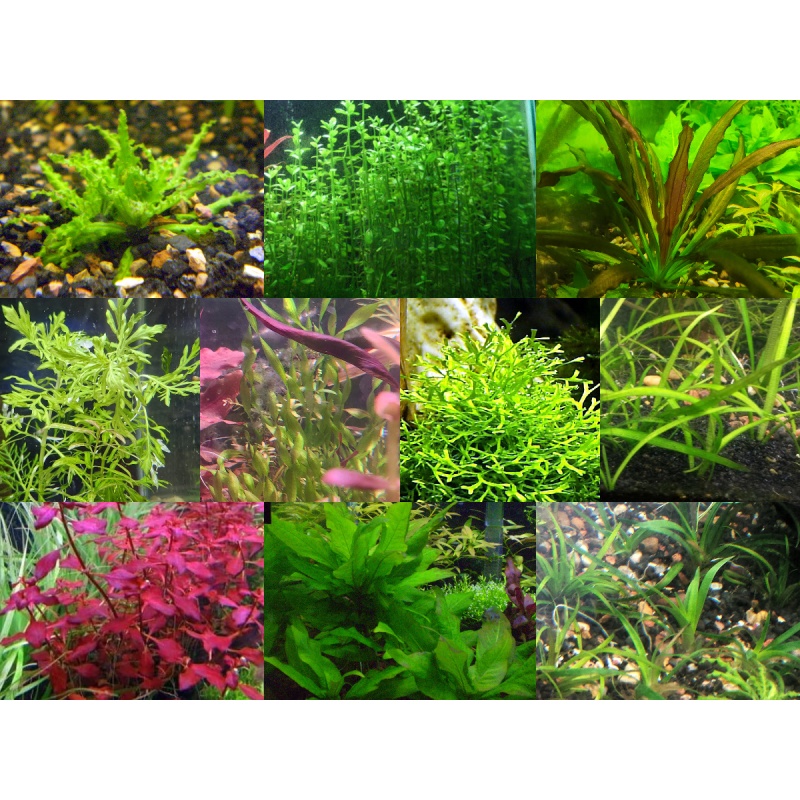 35x Aquarium Plant Package - 10 species - FREE SHIPPING