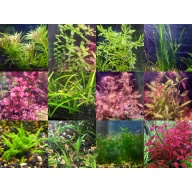 45x Aquarium Plant Package - 12 species - FREE SHIPPING