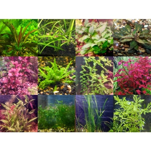 35x Aquarium Plant Package - 12 species - FREE SHIPPING