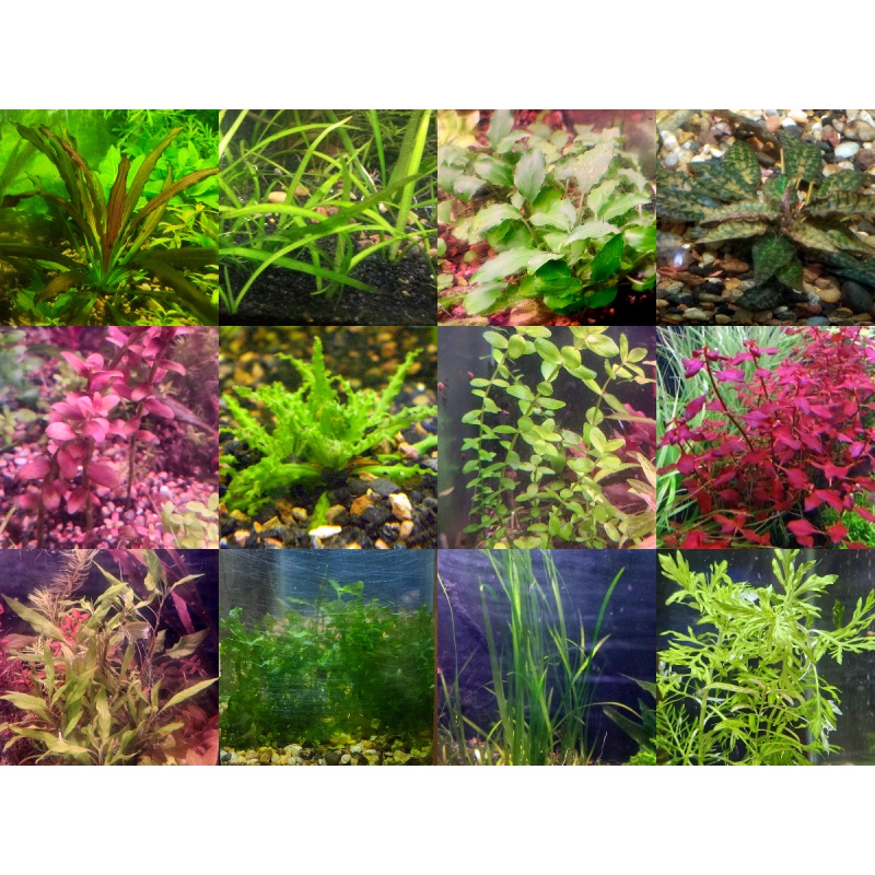 35x Aquarium Plant Package - 12 species - FREE SHIPPING