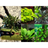 8x Low light Plant Package - 5 species - FREE SHIPPING